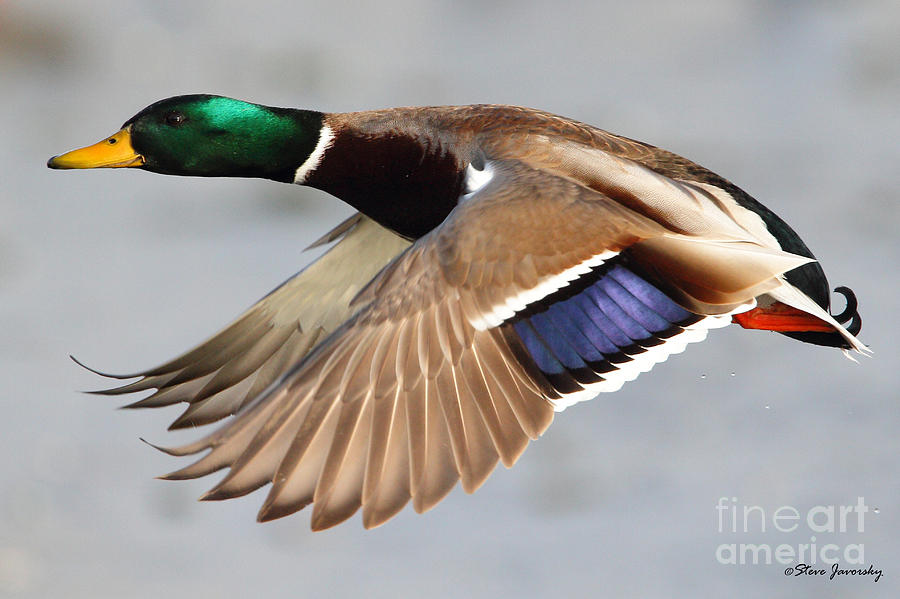 Male Mallard Duck in Flight #12 Photograph by Steve Javorsky