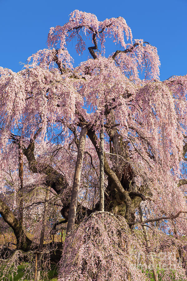 Miharu Takizakura Weeping Cherry12 Photograph by Tatsuya Atarashi - Pixels