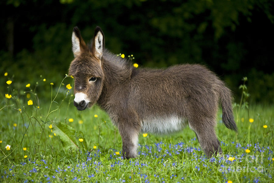 Miniature Donkey Foal #12 Photograph by Jean-Louis Klein & Marie-Luce Hubert