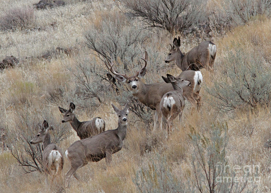 Mule Deer #12 Photograph by Gary Wing