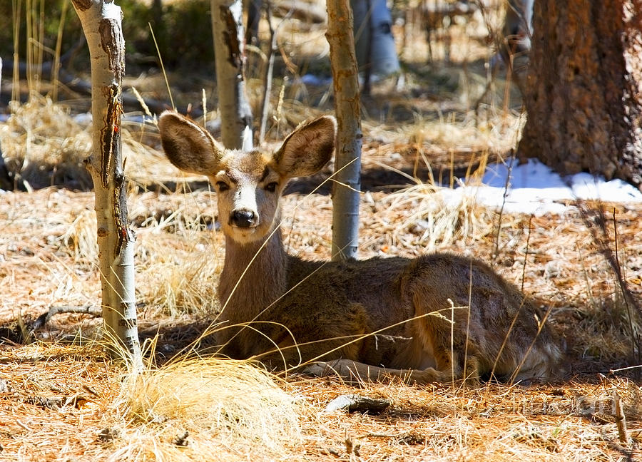Mule Deer In The Pike National Forest Photograph