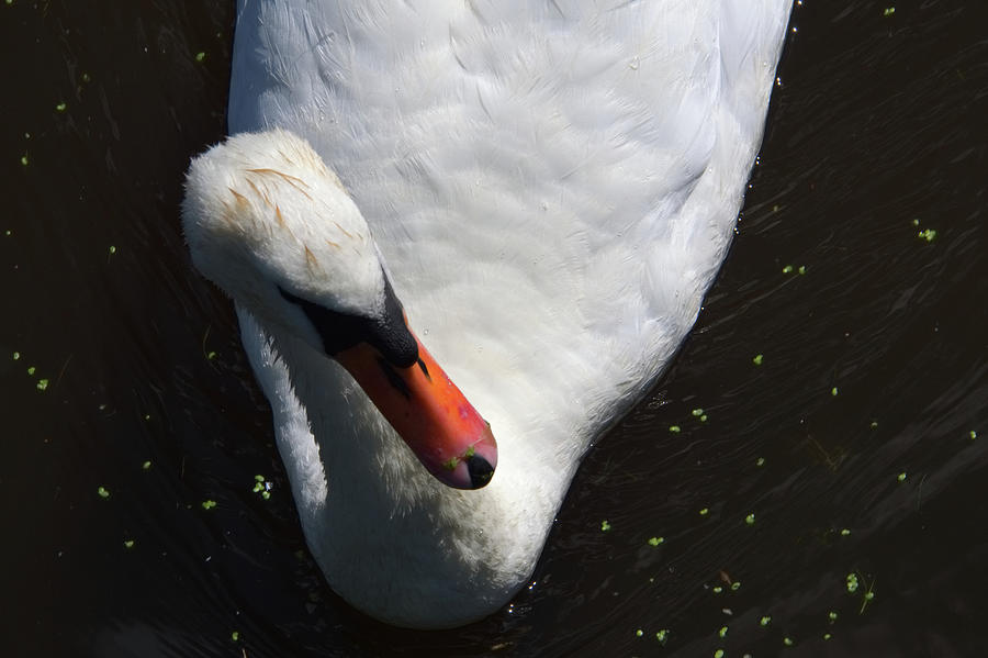 Mute Swan #12 Photograph by Chris Day
