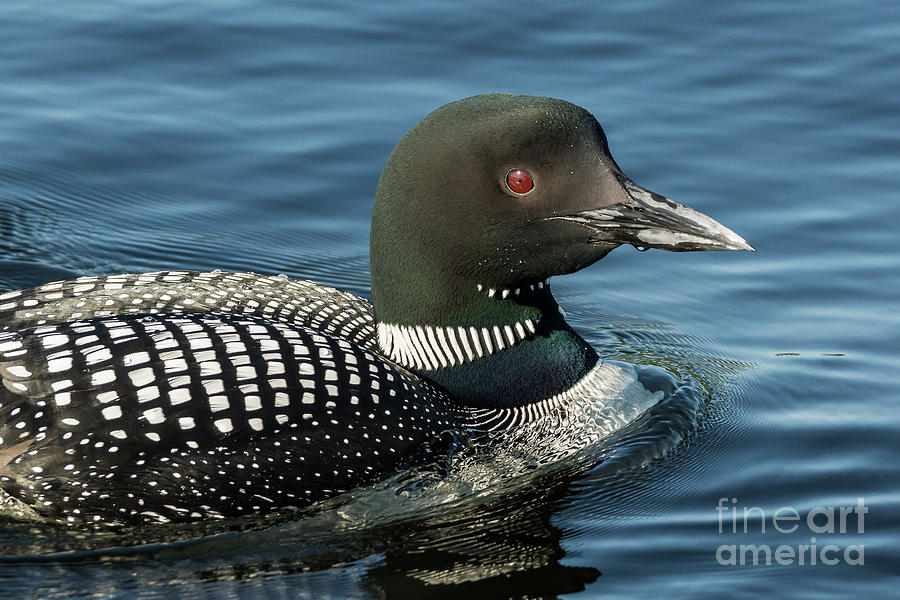 Northern Loon #13 Photograph by Craig Shaknis
