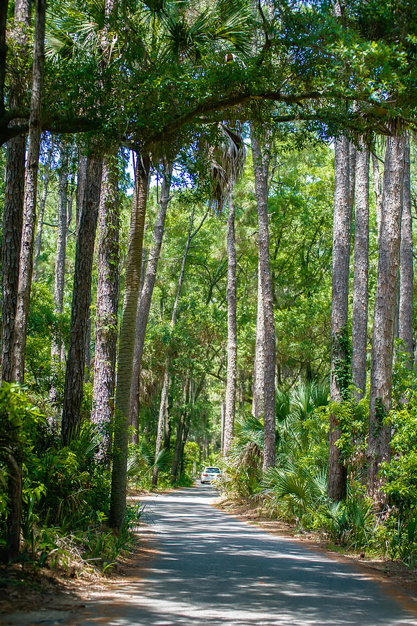 Palmetto Forest On Hunting Island Beach Photograph by Alex Grichenko ...