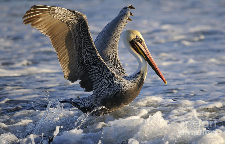 Pelican Photograph by Marc Bittan
