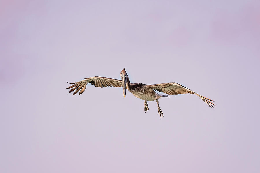 Pelican #12 Photograph by Peter Lakomy