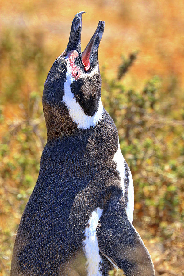 Penguins Tombo Reserve Puerto Madryn Argentina #12 Photograph by Paul James Bannerman