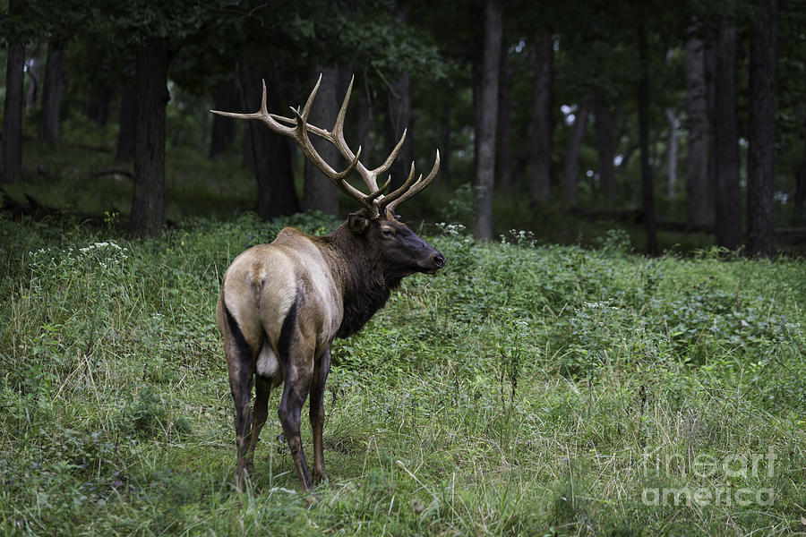 12 Point Elk Photograph by Andrea Silies