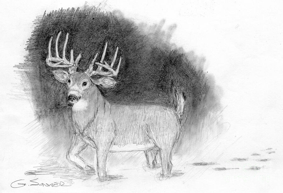 12 Point Drawing by George Sonner