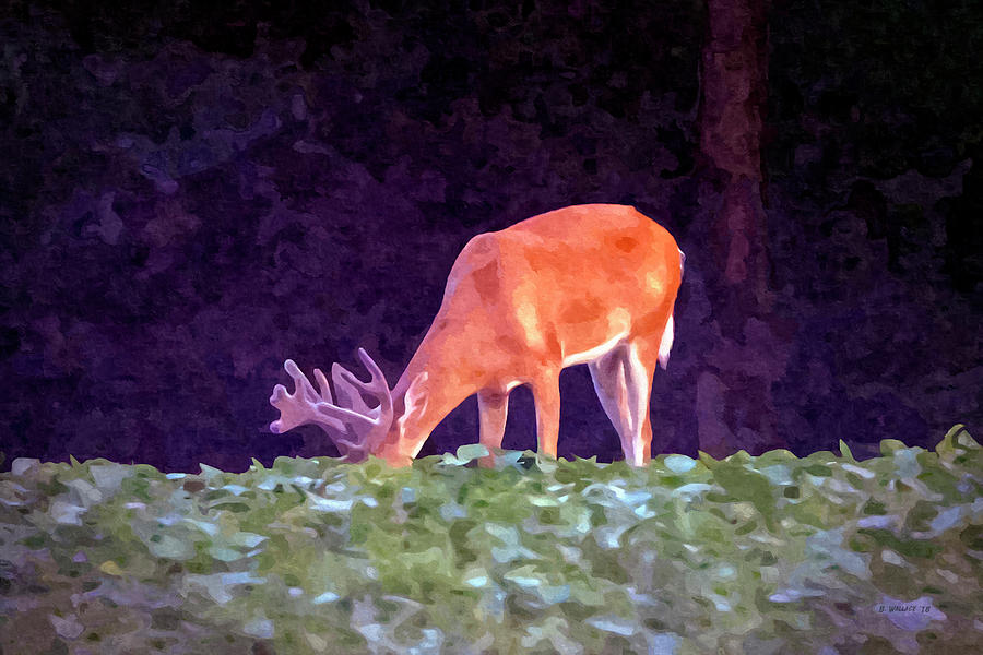 12 Pt Buck Photograph by Brian Wallace