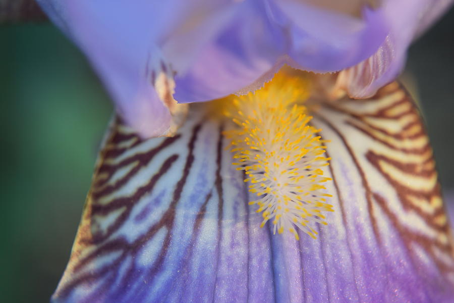 Purple Iris #12 Photograph by Curtis Krusie
