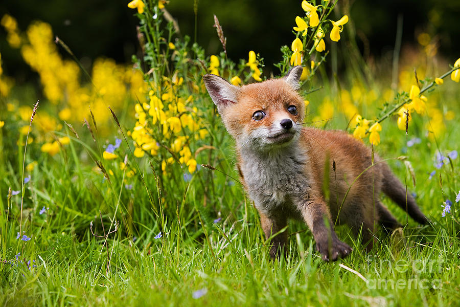 Spring Photograph - Red Fox Vulpes Vulpes #12 by Gerard Lacz