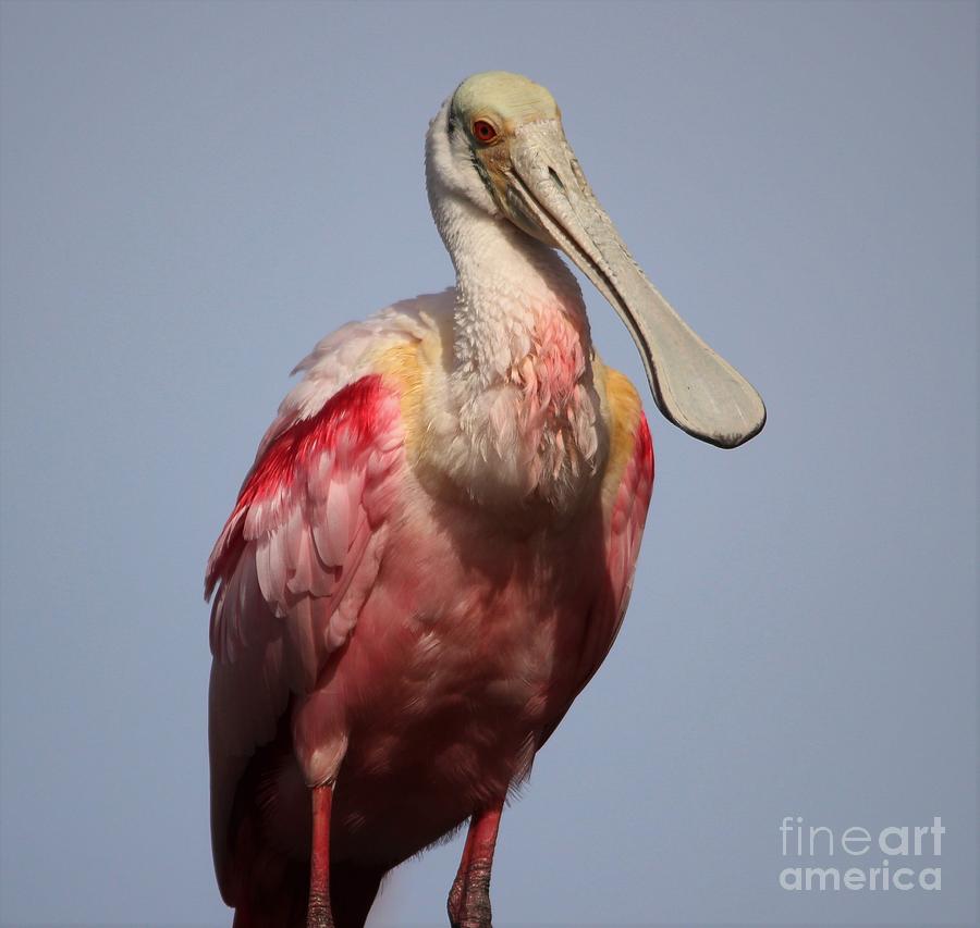 Spoonbill Photograph - Roseate Spoonbill #13 by Paulette Thomas