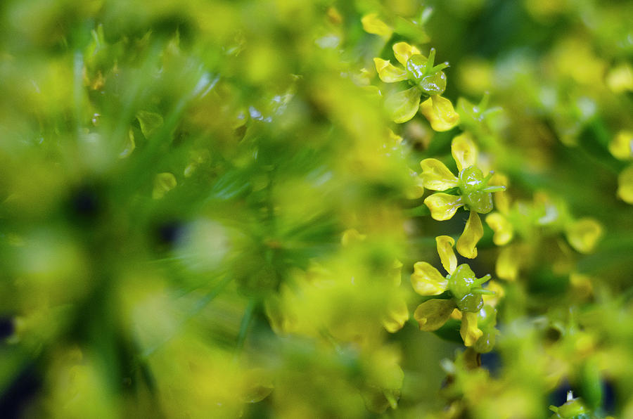 Royal Botanical Garden of Madrid by Pablo Lopez Royal Botanical Garden of Madrid by Pablo Lopez