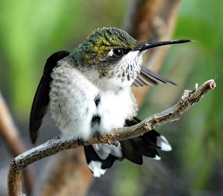 Juvenile Ruby-throated Hummingbird - Tip Of His Tongue Photograph