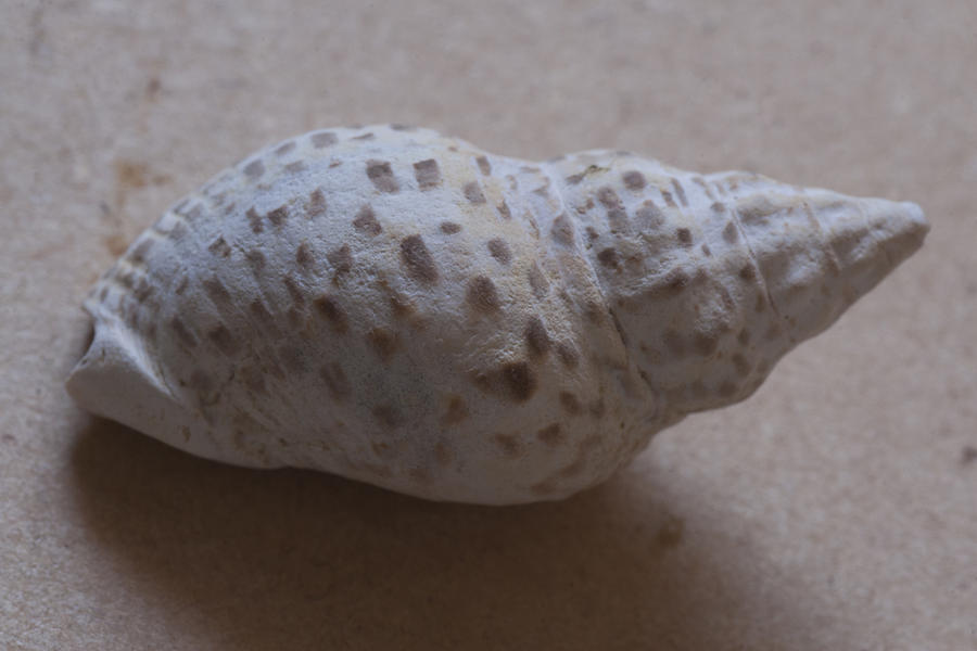 Sea shell #12 Photograph by Masami Iida