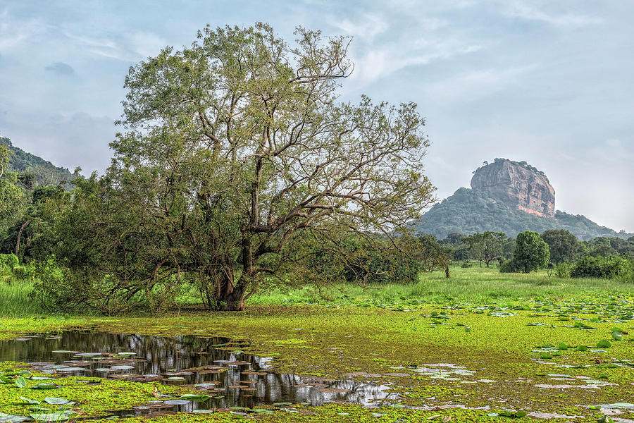 Sigiriya - Sri Lanka #12 Photograph by Joana Kruse