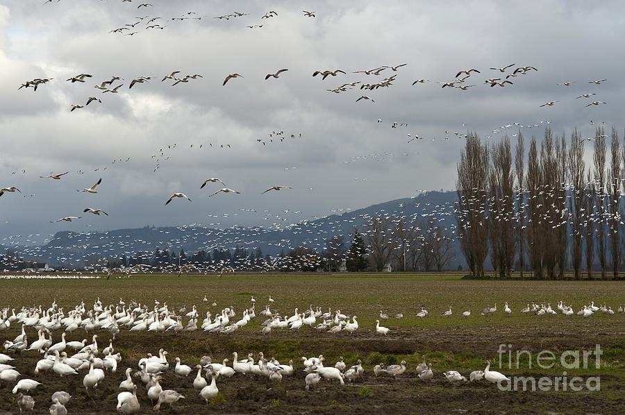 Snow Geese Migration  #12 Photograph by Jim Corwin
