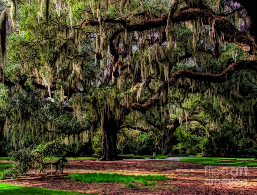 Spanish Moss Photograph by Paulette Thomas - Fine Art America