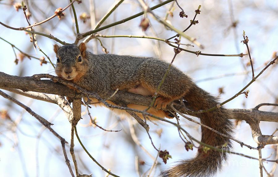 Wildlife Photograph - Squirrel #12 by Lori Tordsen