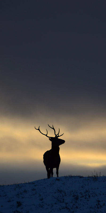 Stag Silhouette #12 Photograph by Gavin MacRae