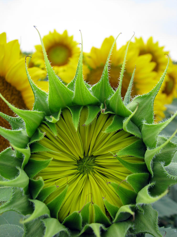 Sunflower Series Photograph