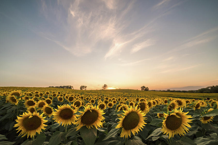 Sunflower Sunset #12 Photograph by Ryan Heffron