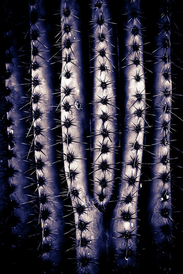 Textures of Arizona #16 Photograph by John Magyar Photography