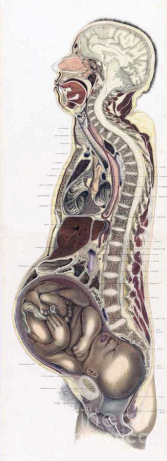 Topographisch-anatomischer, Braune, 1872 #12 Photograph by Science Source