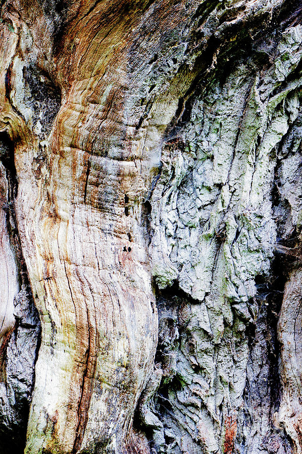 Tree bark #12 Photograph by Tom Gowanlock