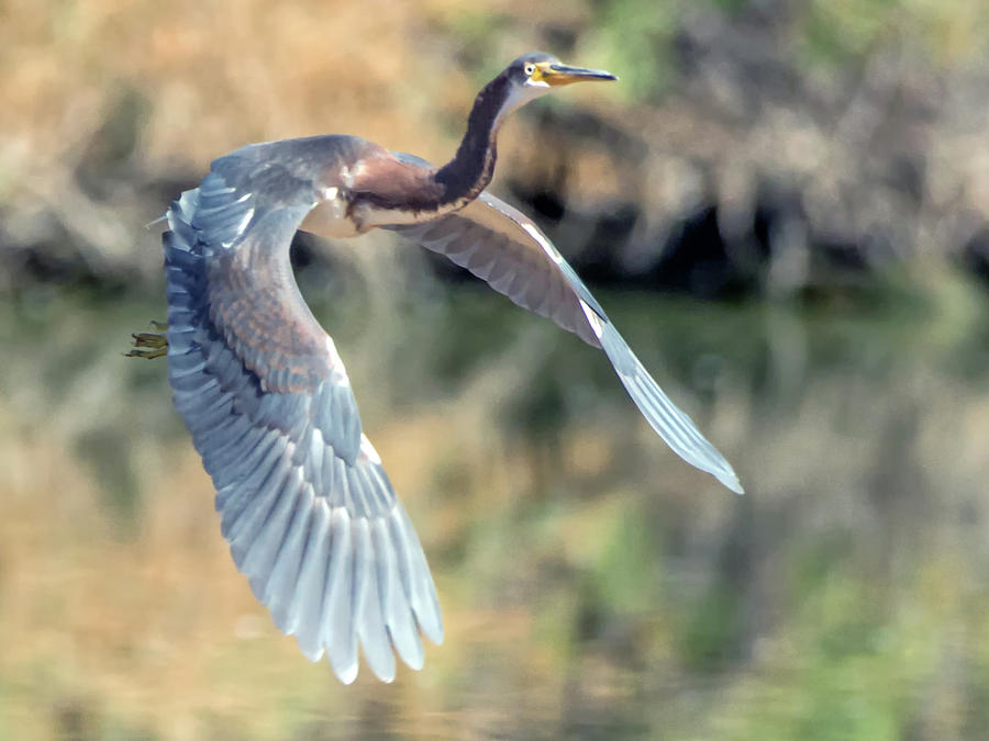 Tricolored Heron #12 Photograph by Tam Ryan