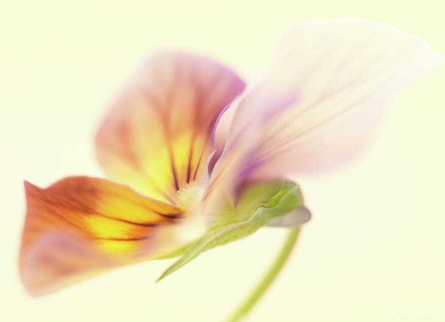 Nature Photograph - Pansy by Anne Geddes