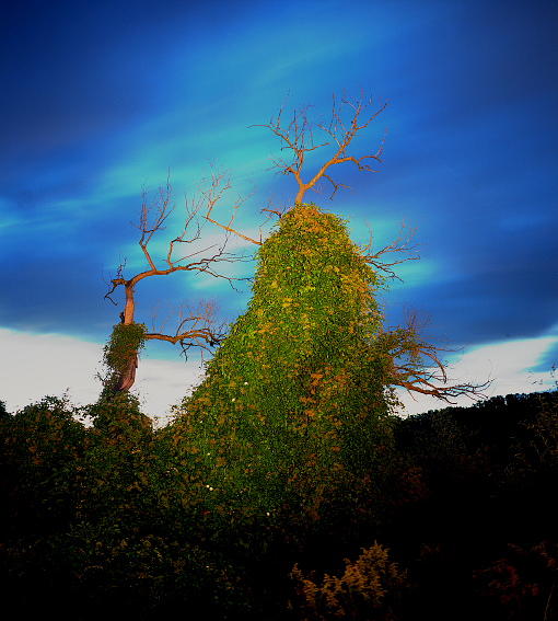 Landscape Photograph - Untitled  Series Night Tree #12 by Markus Redert