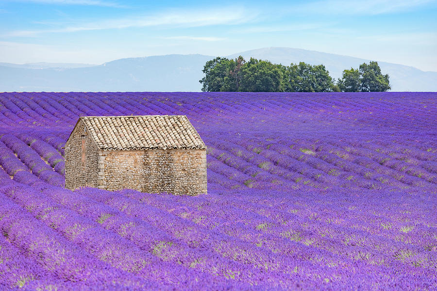 Valensole - Provence, France #12 Photograph by Joana Kruse