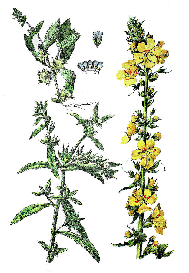 Watercolor Botanical Illustration of Medicine Plants. Stock Illustration -  Illustration of leaf, chicory: 134989862