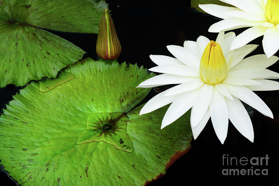 Water Lilies and Lily pads #12 Photograph by Amy Cicconi