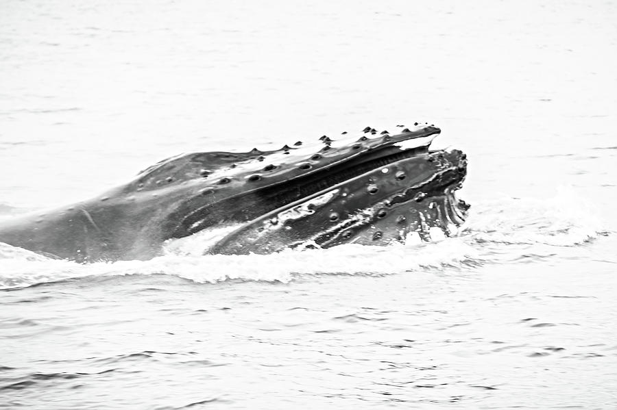 Whale Watching On Favorite Channel Alaska #12 Photograph by Alex Grichenko