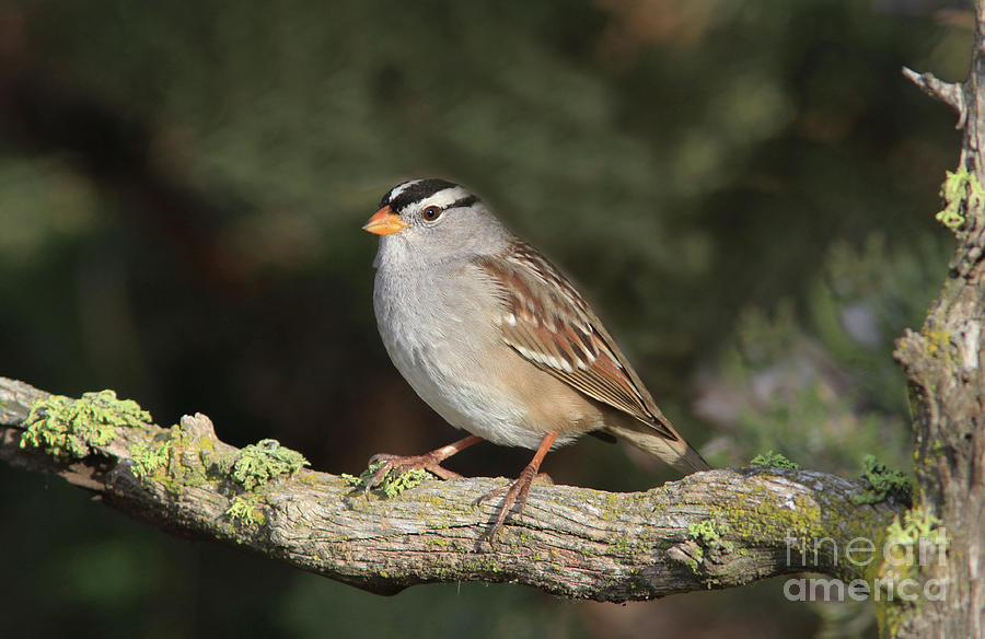 Bird Photograph - White-crowned Sparrow #12 by Gary Wing