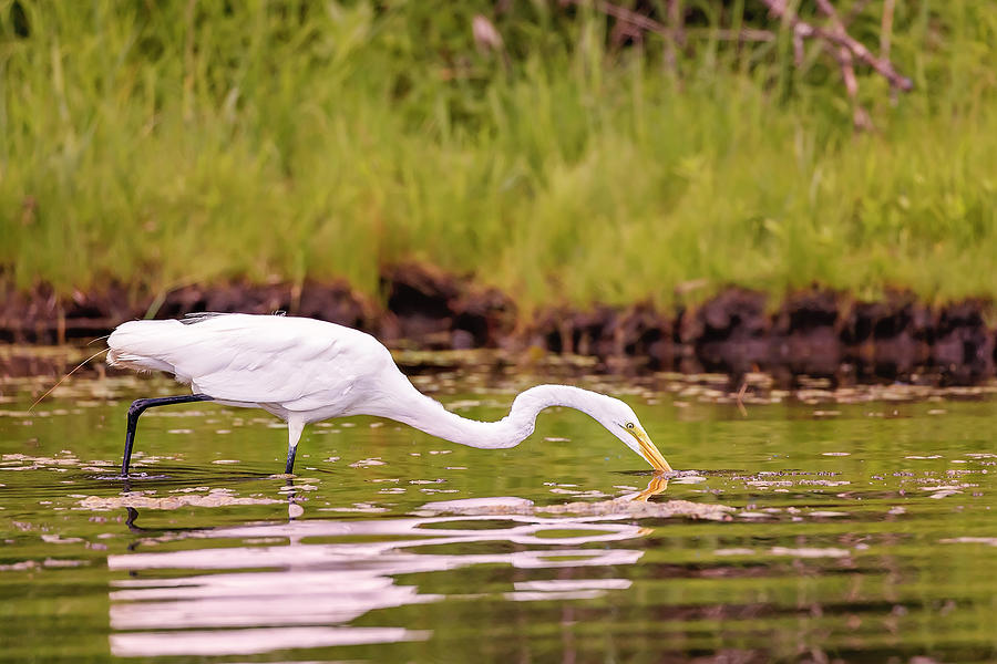White, Great Egret #12 Photograph by Peter Lakomy