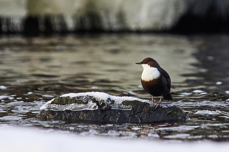 White-throated Dipper Photograph