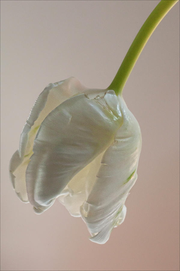 White Tulip #12 Photograph by Robert Ullmann