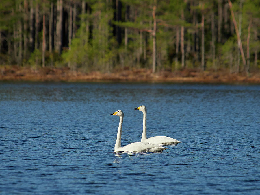 Whooper Swans #12 Photograph by Jouko Lehto