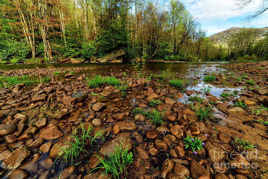 Williams River Spring #12 Photograph by Thomas R Fletcher