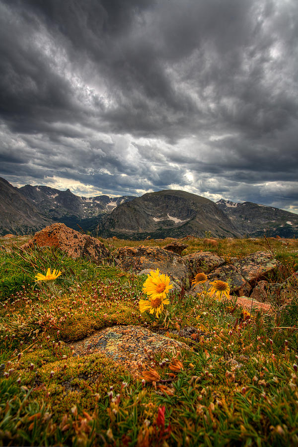 Mountain Photograph - 12000 Foot Flower by Peter Tellone
