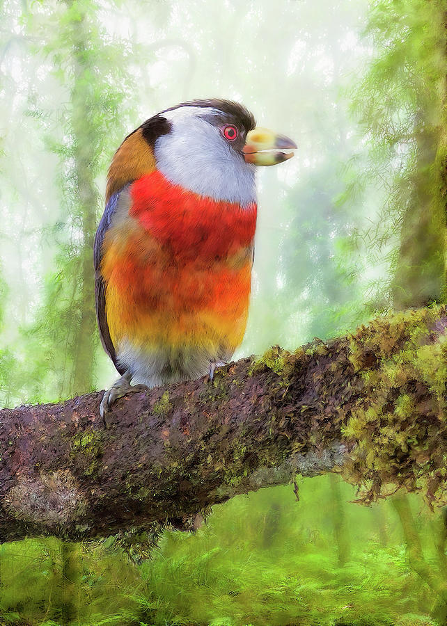 Toucan Barbet Digital Art by Bill Johnson Toucan Barbet Digital Art by Bill Johnson