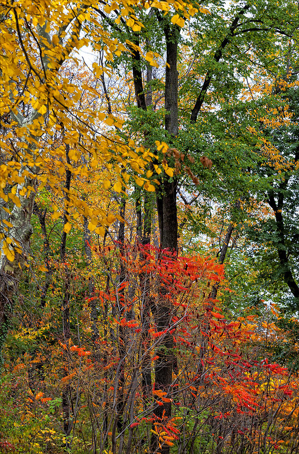 Fall Foliage Photograph by Robert Ullmann - Fine Art America