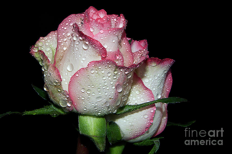 Two Roses Photograph by Elvira Ladocki - Fine Art America