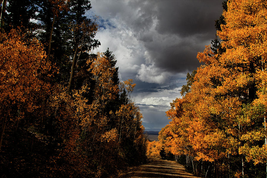 Rocky Mountain Fall #124 Photograph by Mark Smith