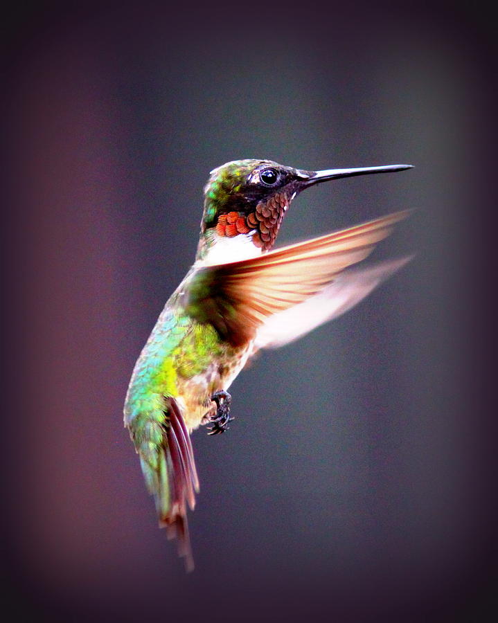 1257-006 - Ruby-throated Hummingbird Photograph by Travis Truelove