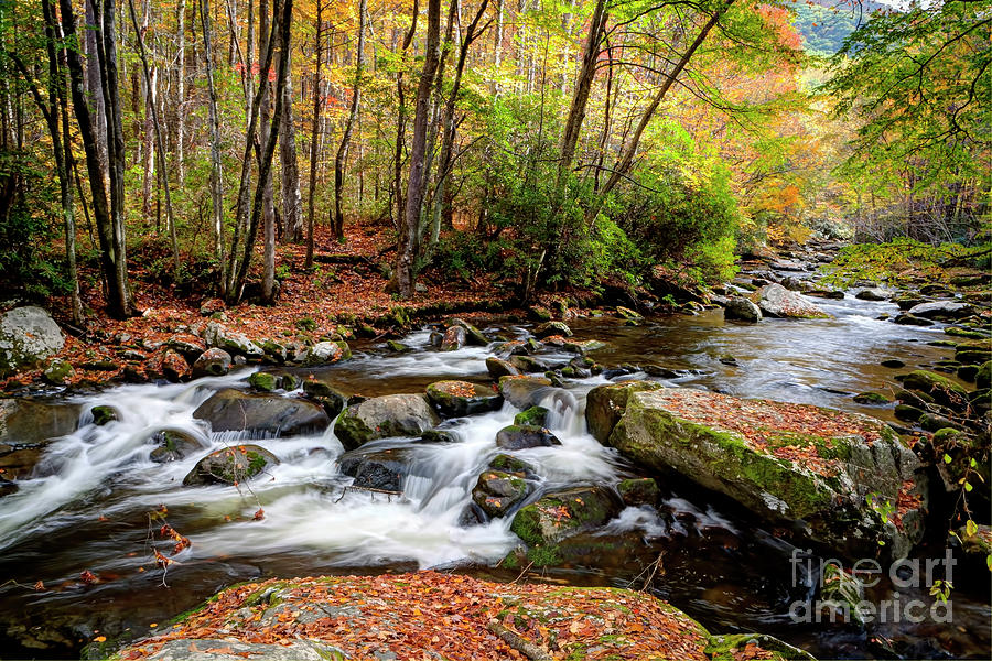 1260 Smoky Mountain Autumn Photograph by Steve Sturgill